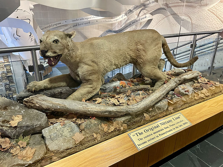 A diorama of a taxidermy panther.