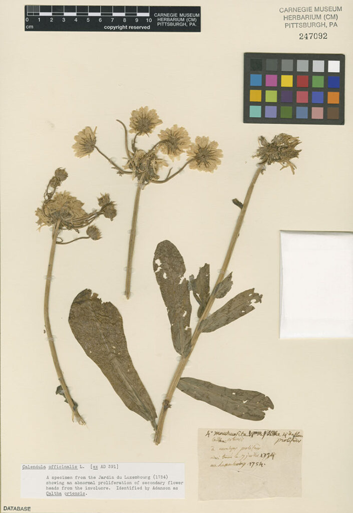 A page displaying a very old specimen of a dried marigold plant.