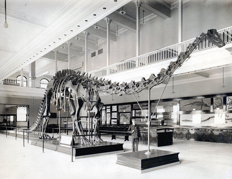 A vintage photo of Dippy the dinosaur in his original mounting in 1907.