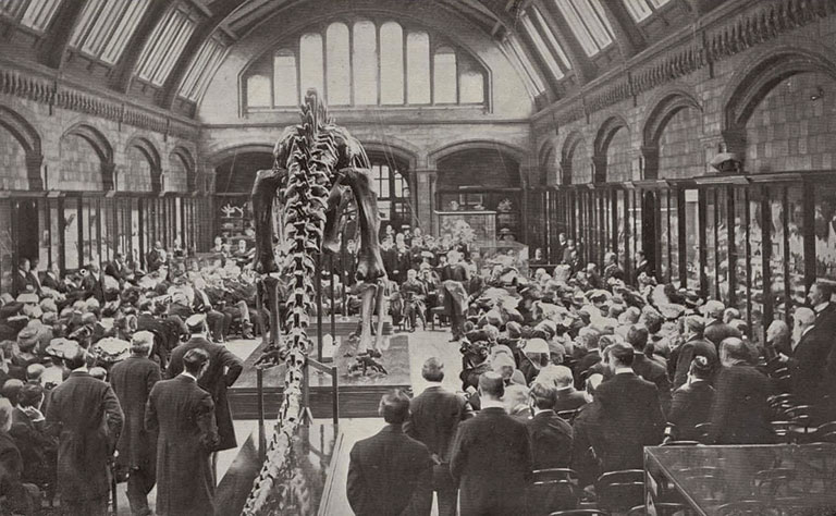 A vintage photo of a dinosaur in a british museum, a large crowd is gathered to see it.