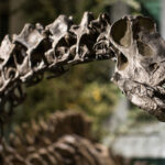 A photo of Dippy the dinosaur in the museum.