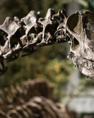A photo of Dippy the dinosaur in the museum.