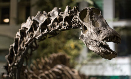 A photo of Dippy the dinosaur in the museum.