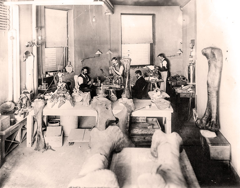 A historic photo of museum workers preparing bones in a preparation lab.
