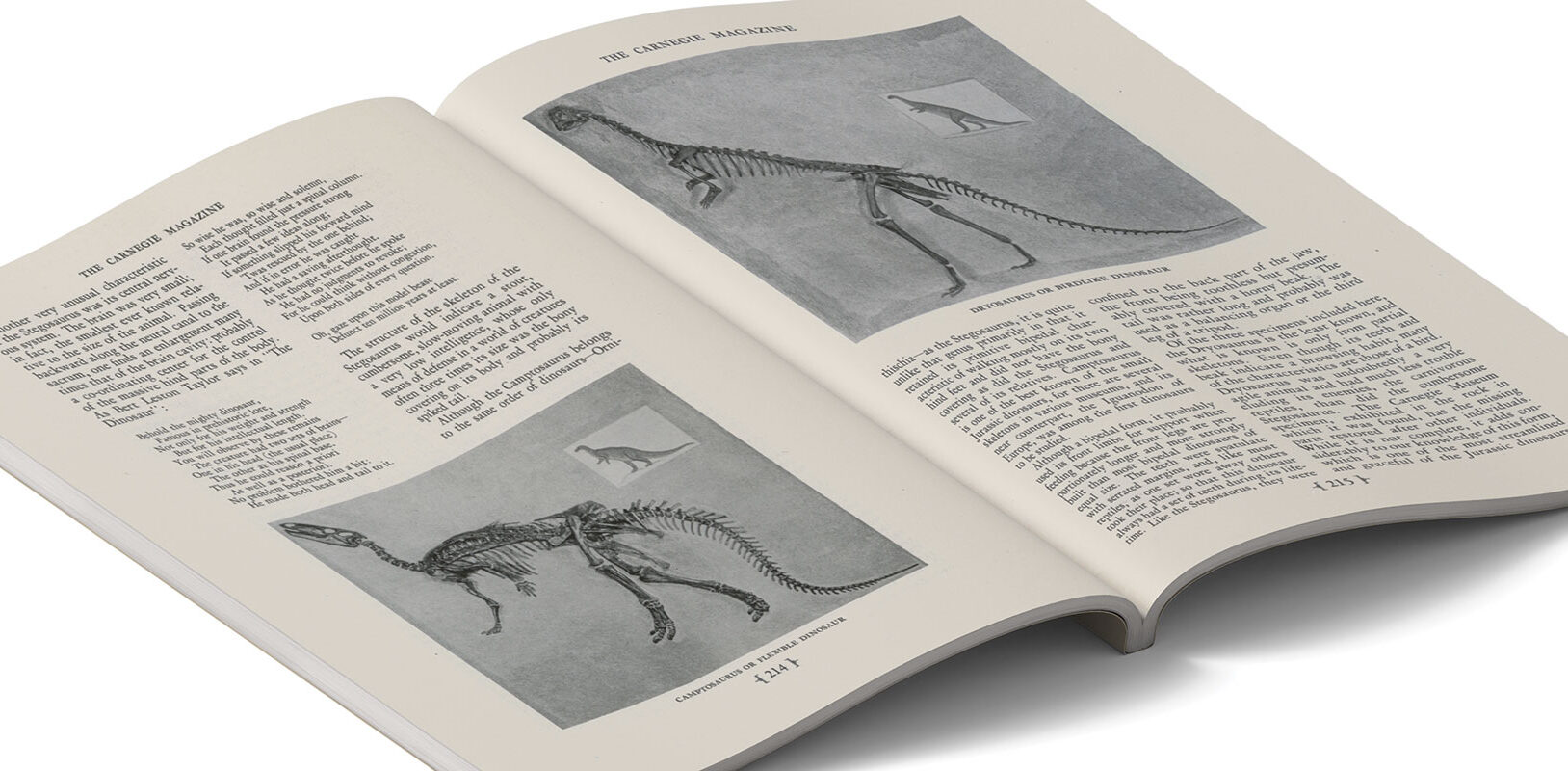 Open book displaying illustrations and text about dinosaur skeletons, featuring detailed descriptions and diagrams.
