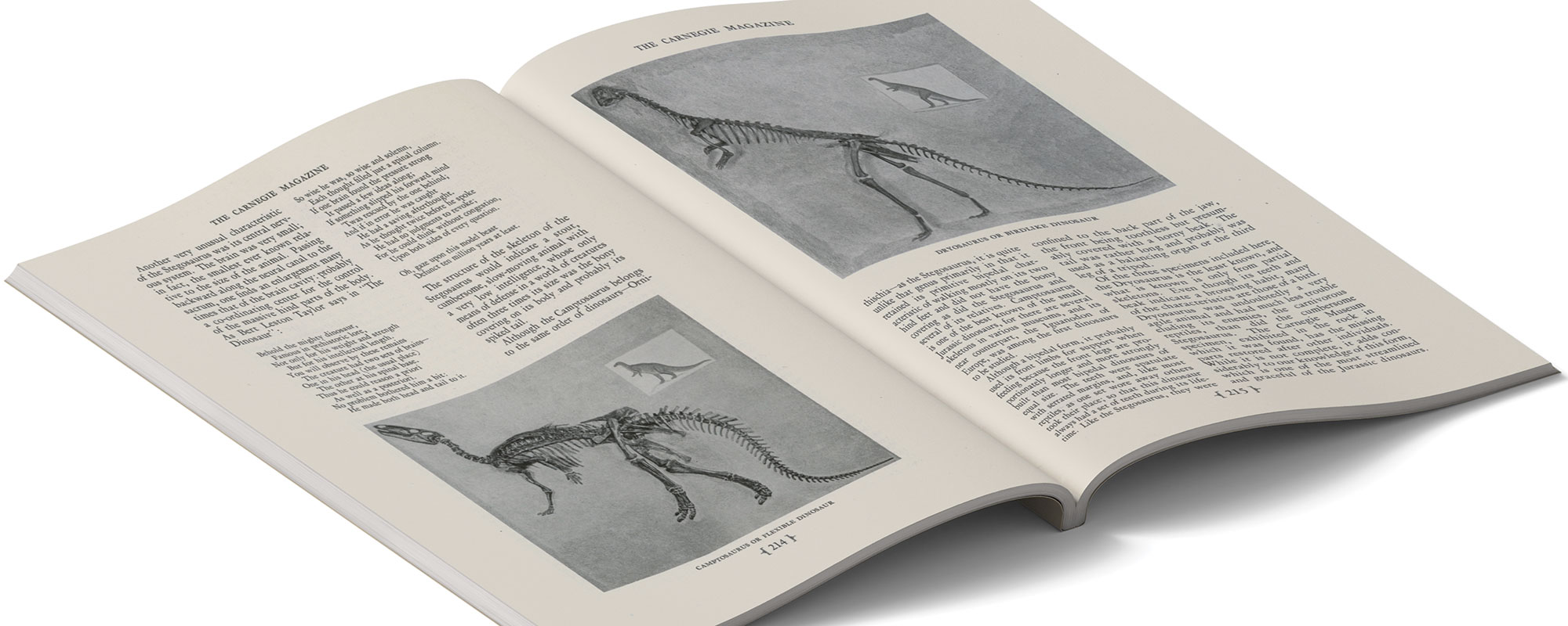Open book displaying illustrations and text about dinosaur skeletons, featuring detailed descriptions and diagrams.