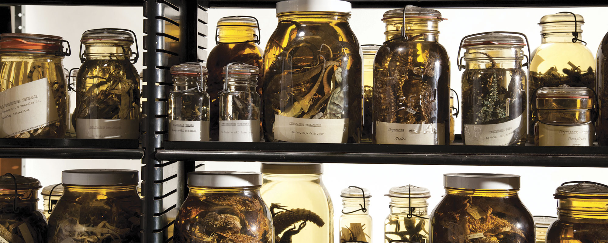 A close-up of shelves filled with jars of preserved specimens, showcasing various insects and marine life in yellowing fluid.
