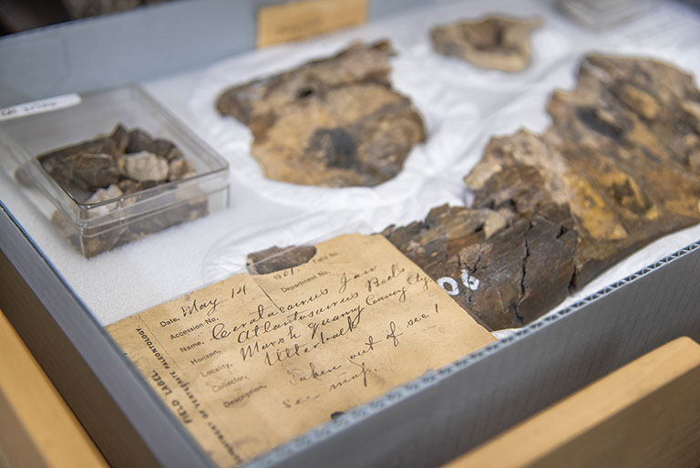 A field label from a 1901 expedition documents several fragments of a Ceratosaurus jaw.