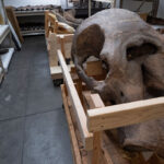 A large dinosaur skull and fossilized bones are stored on wooden carts and shelves in a paleontological lab.