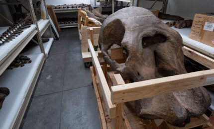 A large dinosaur skull and fossilized bones are stored on wooden carts and shelves in a paleontological lab.
