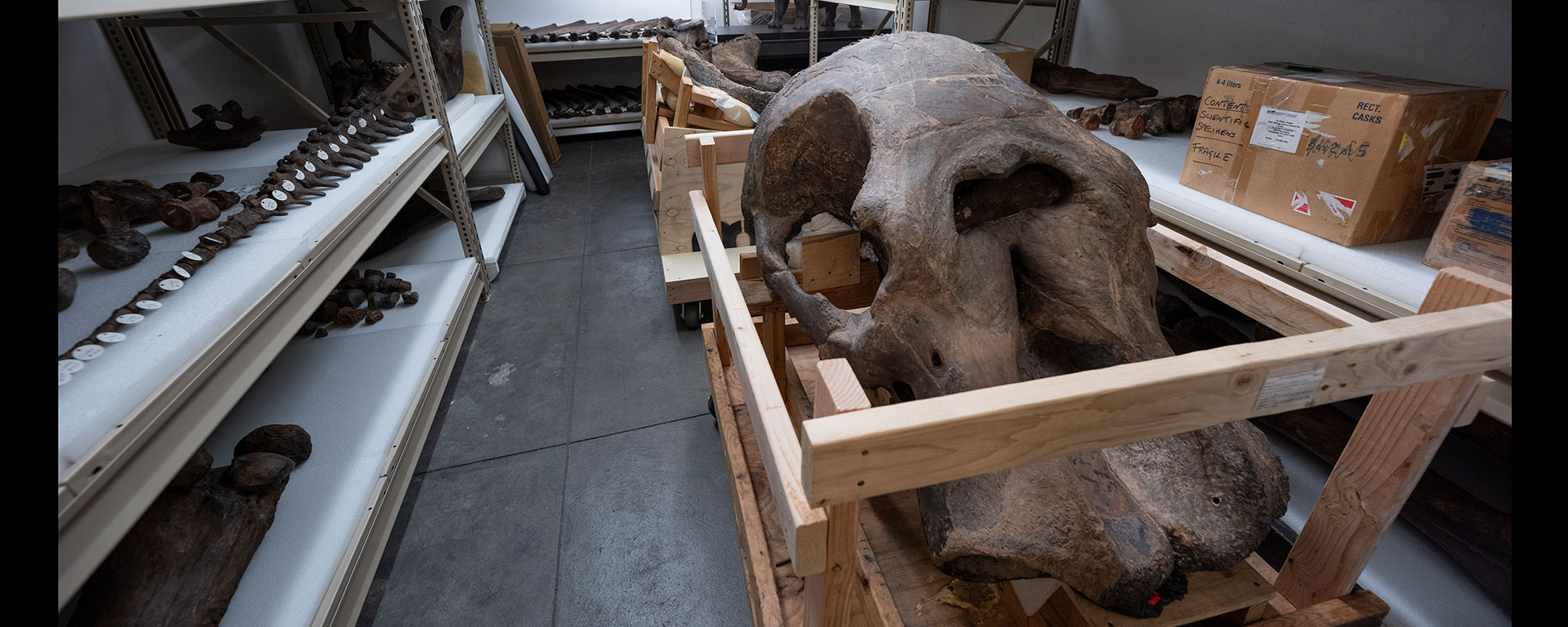 A large dinosaur skull and fossilized bones are stored on wooden carts and shelves in a paleontological lab.
