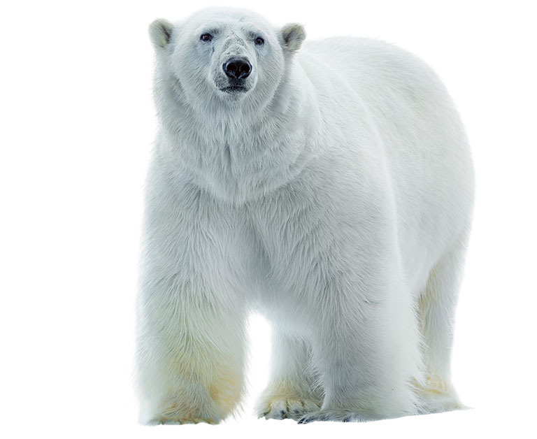 A polar bear on a white background