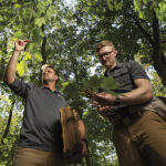 Two men examining tree leaves in forest
