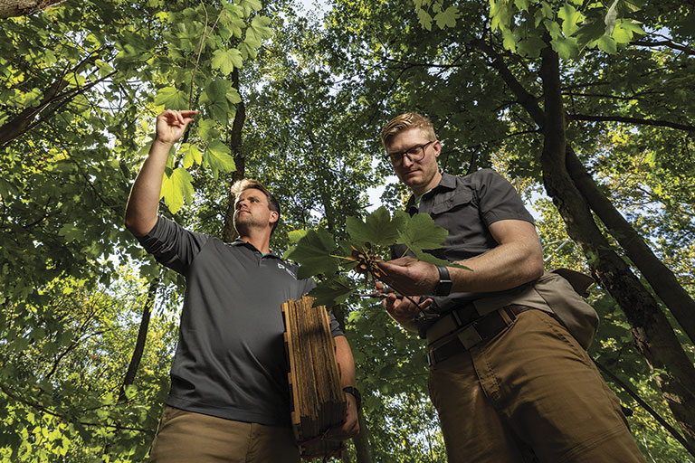 Two men examining tree leaves in forest