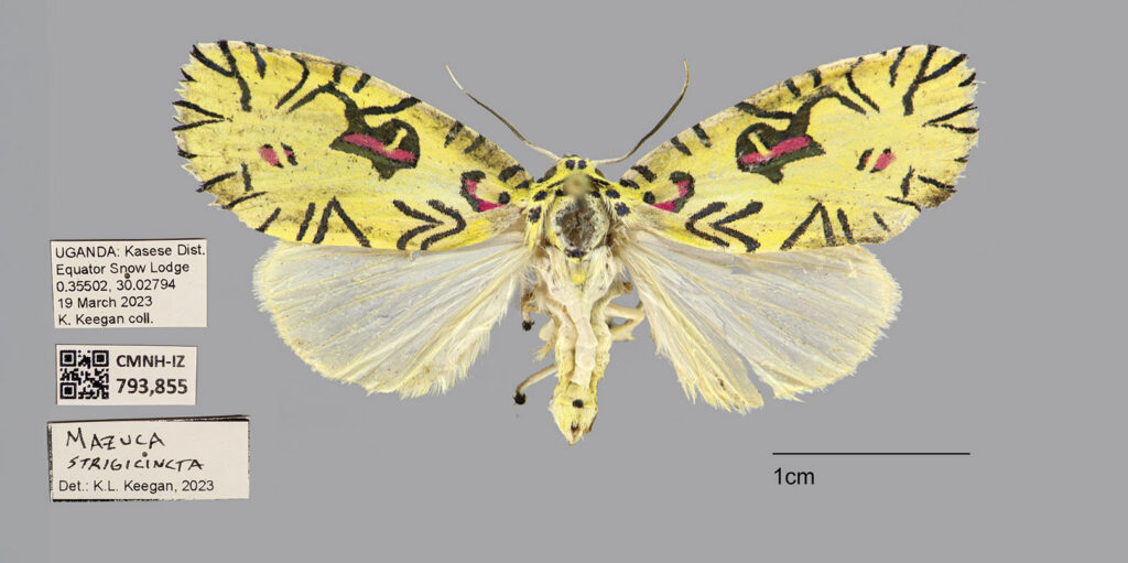 Specimen of Mazuca strigicincta moth with yellow patterned upper wings and pale lower wings, displayed with identification tags and scale.