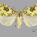 Specimen of Mazuca strigicincta moth with yellow patterned upper wings and pale lower wings, displayed with identification tags and scale.