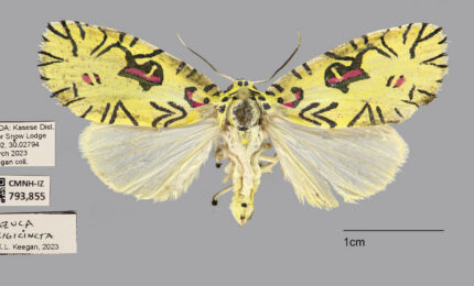Specimen of Mazuca strigicincta moth with yellow patterned upper wings and pale lower wings, displayed with identification tags and scale.
