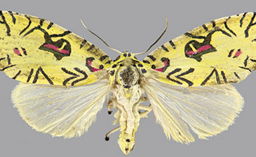 Specimen of Mazuca strigicincta moth with yellow patterned upper wings and pale lower wings, displayed with identification tags and scale.