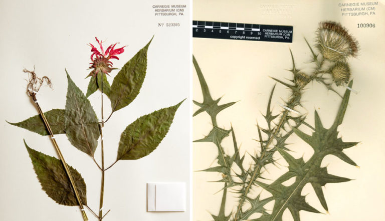 plant specimens