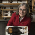 Collection manager Susan McLaren standing among drawers of bats. She's holding a box with a large flying fox bat.