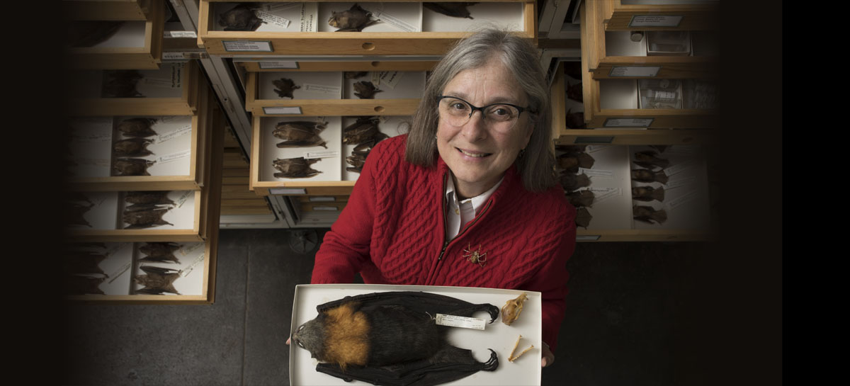 Collection manager Susan McLaren standing among drawers of bats. She's holding a box with a large flying fox bat.