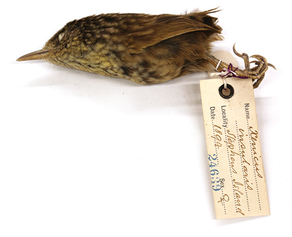 A specimen of a bird with an identifying tag tied to its feet.