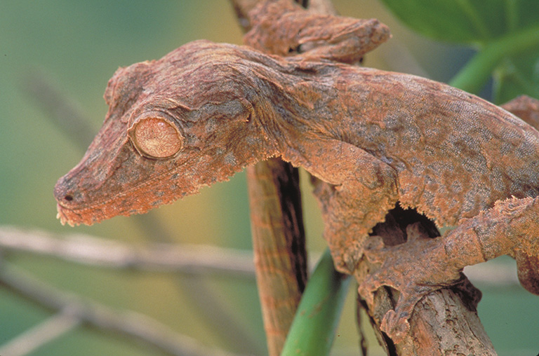 A gecko with brown and gray markings.