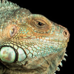 A closeup of a green scaled reptile.