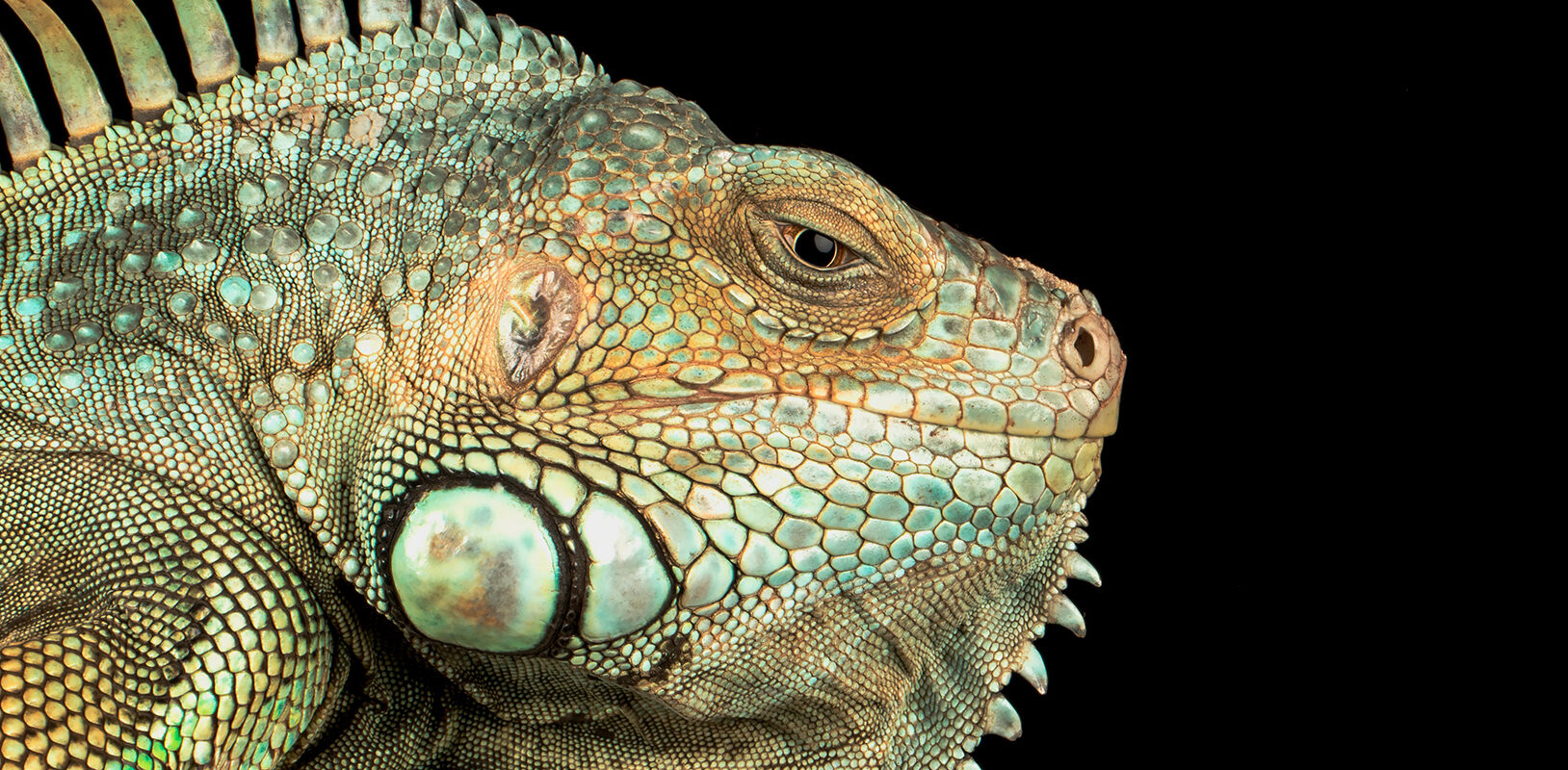 A closeup of a green scaled reptile.