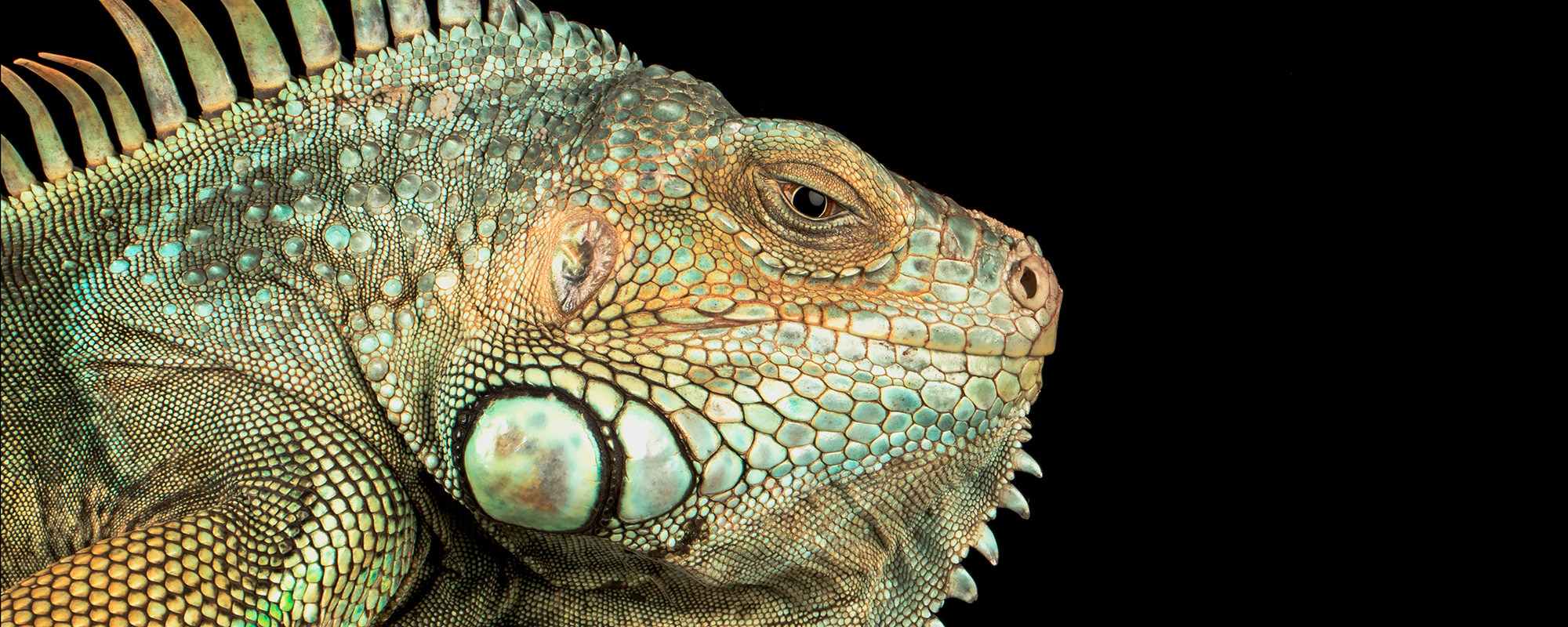 A closeup of a green scaled reptile.