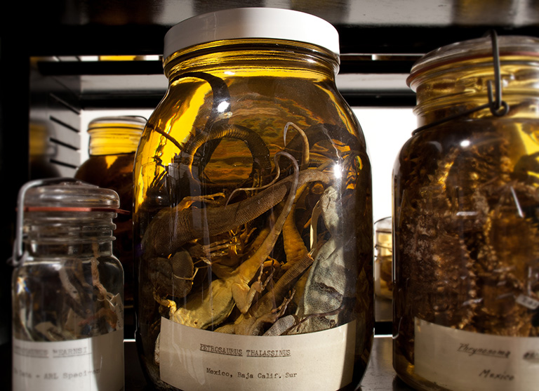 A large specimen jar containing reptiles preserved in ethanol..