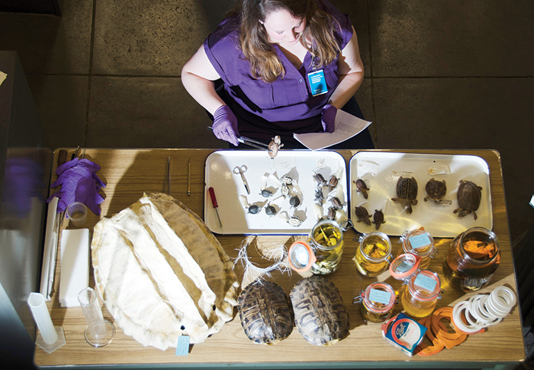 an overhead view of a curator working on reptile specimens.