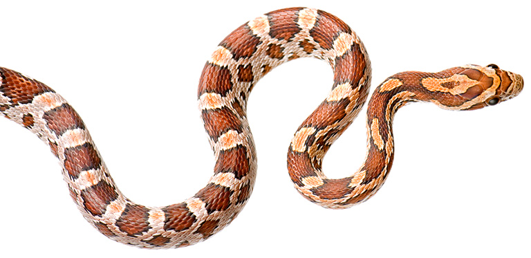 a snake with rust colored and orange markings.