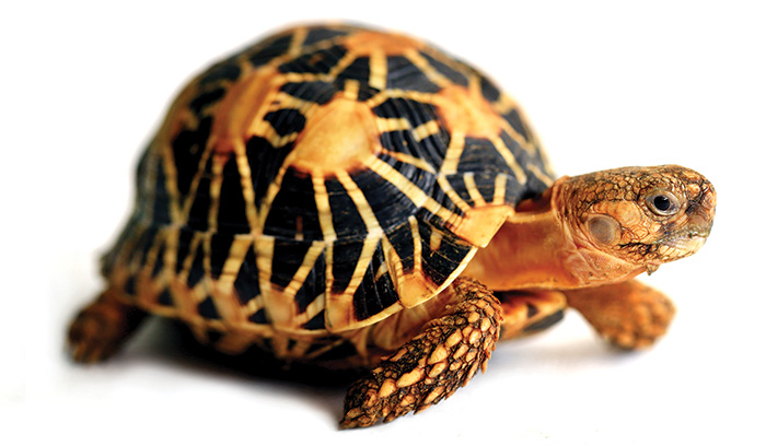 A turtle with star shaped marking on its shell.