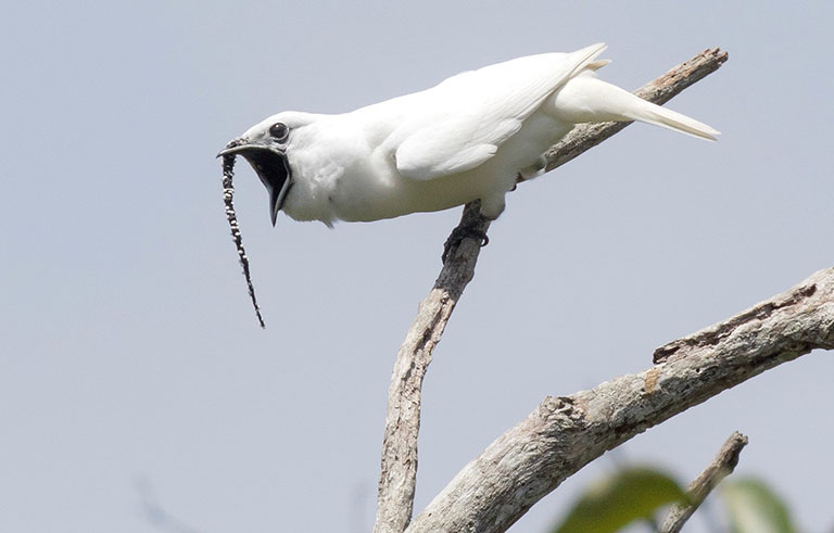 A white bird on a branch.