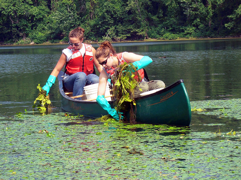 Two young adults in a canoe picking chestnut vines from the water.