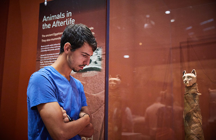 A man looking at a museum exhibit of a mummified cat.