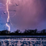A landscape of Sandhill Cranes with lightening flashing over a river.