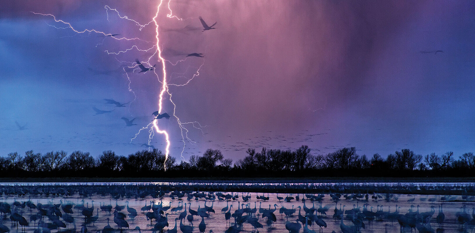 A landscape of Sandhill Cranes with lightening flashing over a river.