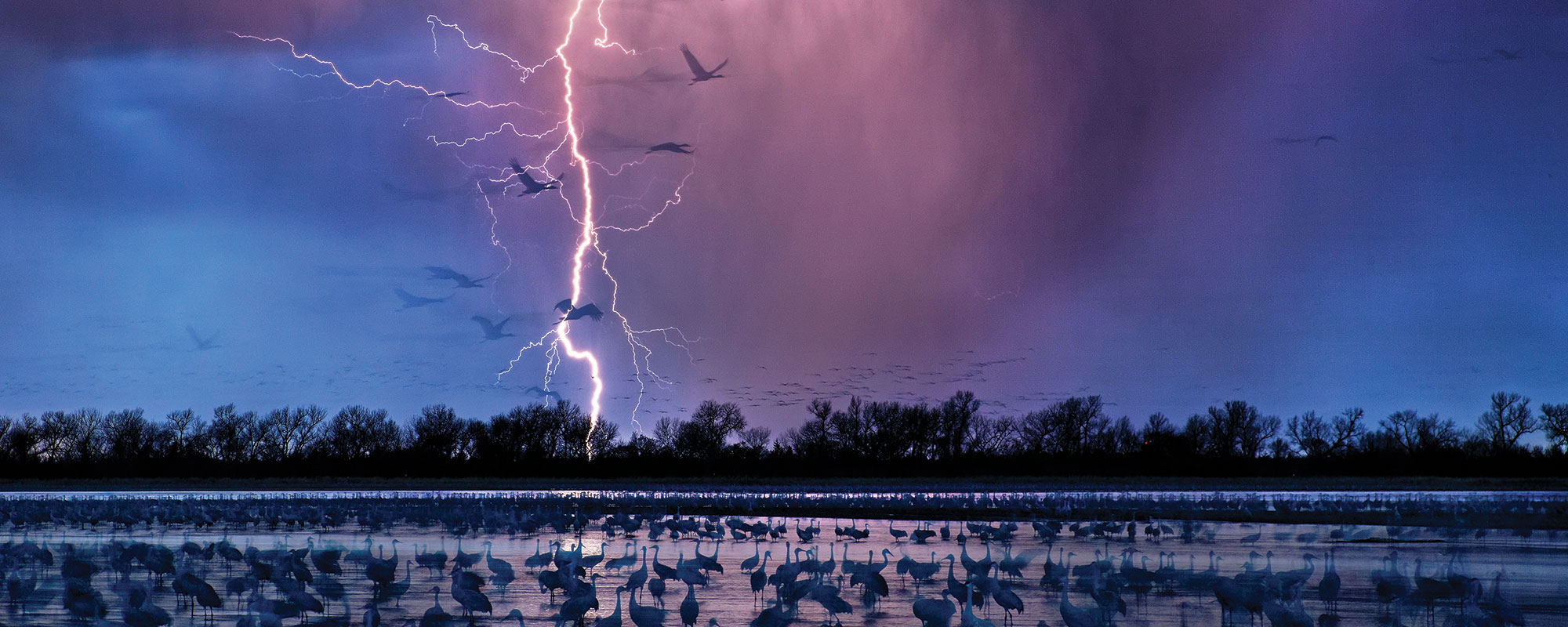 A landscape of Sandhill Cranes with lightening flashing over a river.