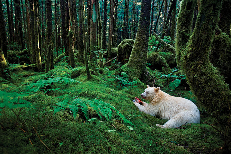 A white Kermode bear