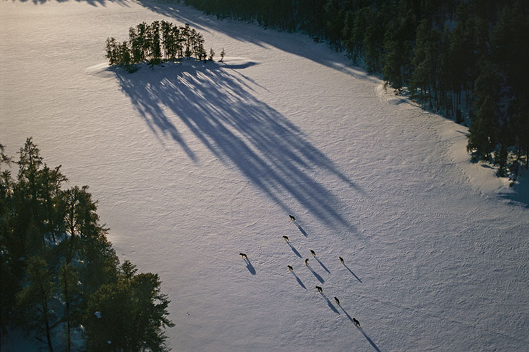 n aerial view of a pack of Gray Wolves in the snow.
