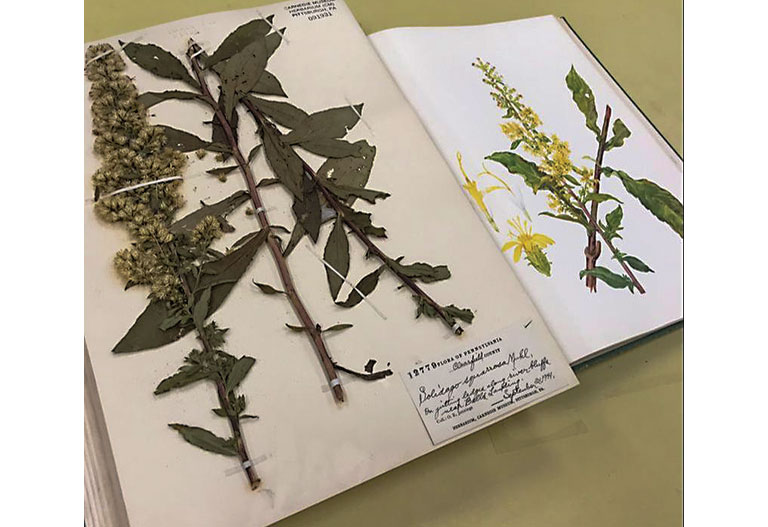 A preserved specimen of a plant next to a painting of the same specimen