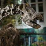 The head of a large dinosaur on display in the Museum.