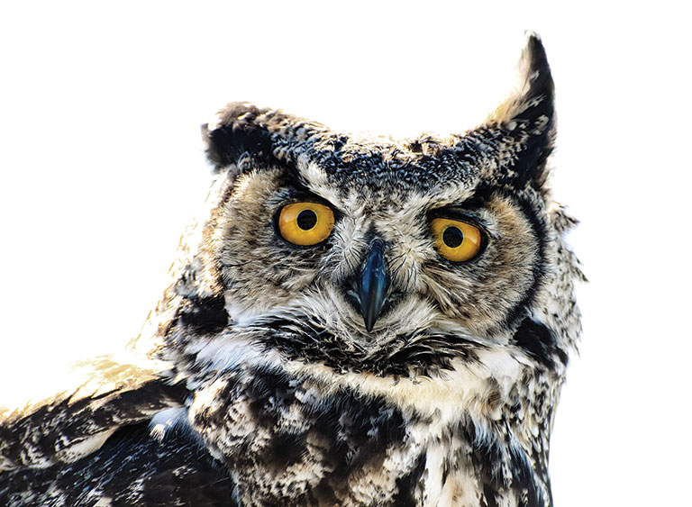 A great horned Owl.