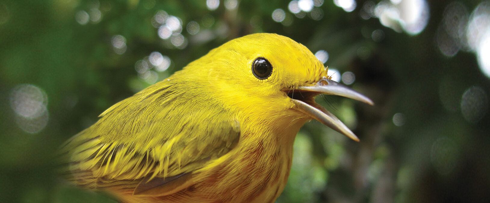 A photo of a yellow warbler