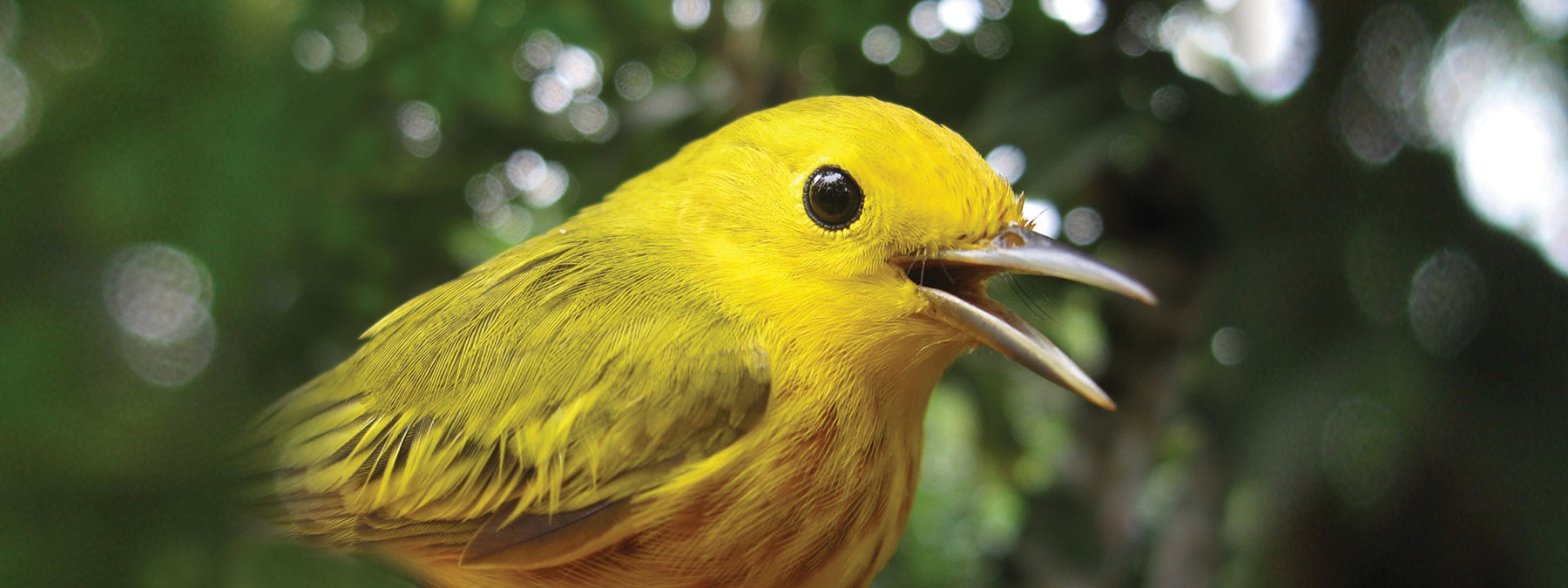 A photo of a yellow warbler