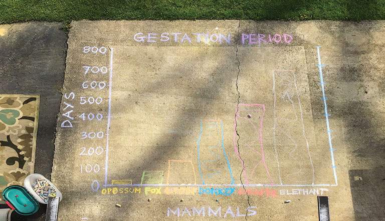 A chalk drawing on a cement area showing the gestation period of animals.
