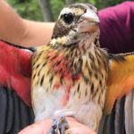 A bird with its wings spread open to show it coloration.