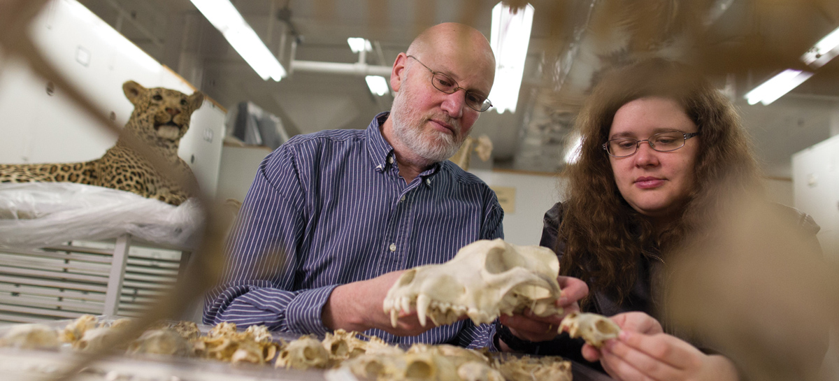 two scientists examining an animal skull at a table